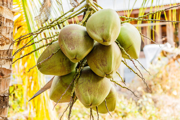Parta mladých kokosů na stromě. - Fotografie, Obrázek