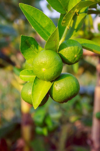ファーム内のツリーの新鮮な緑のレモン - 写真・画像