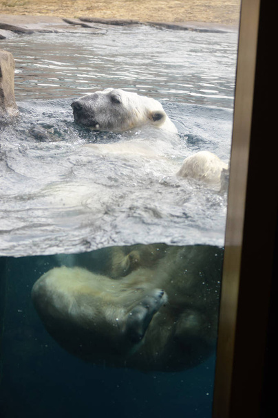 A Polar Bear Swimming in the Water - Fotografie, Obrázek