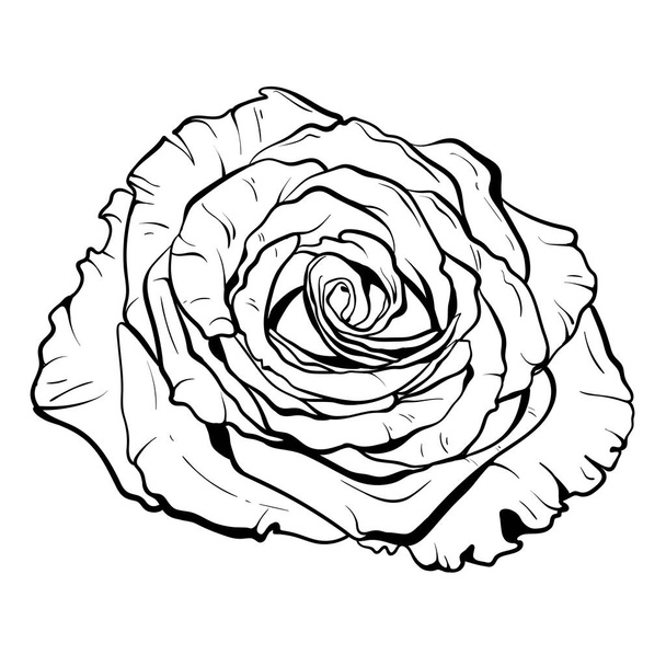 beautiful monochrome rose. hand-drawn illustration vector eps - Vetor, Imagem