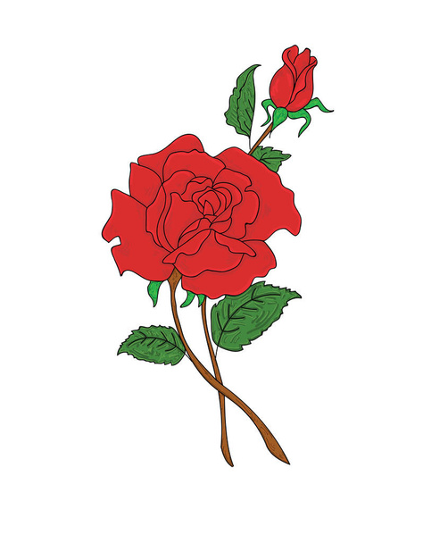 Red roses flower isolated on white background. Vector - Vettoriali, immagini