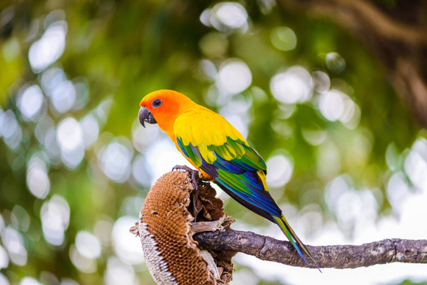 Papukaija, Värikäs papukaija, Macaw Papukaija, Värikäs leuka
 - Valokuva, kuva