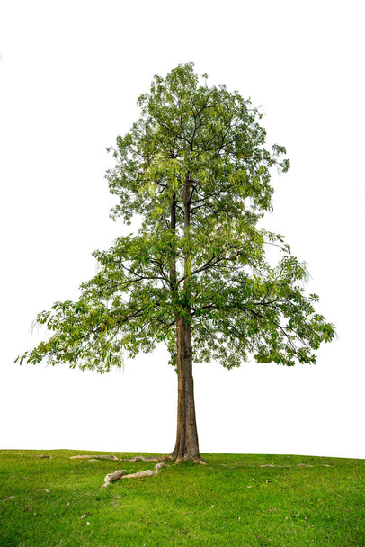 elkülöníteni a nagy fa, a fehér háttér - Fotó, kép