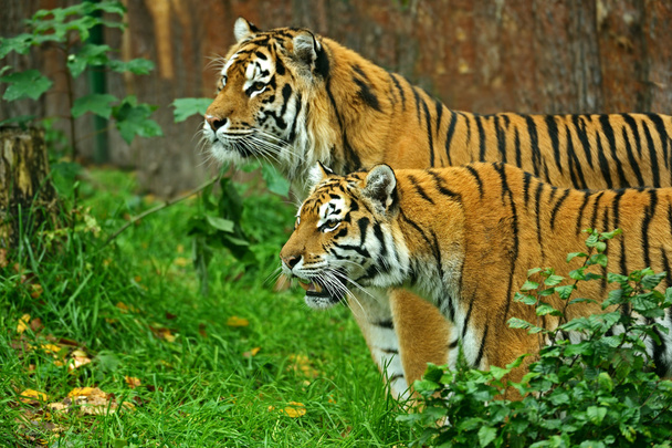 Tigres de Amur
 - Foto, Imagen
