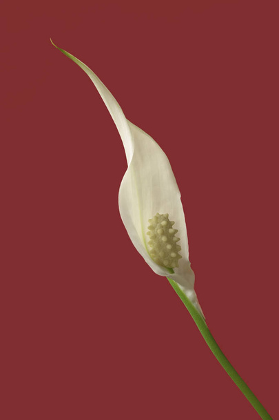flor de paz lírio planta
 - Foto, Imagem