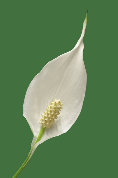 flower of peace lily plant - Photo, Image