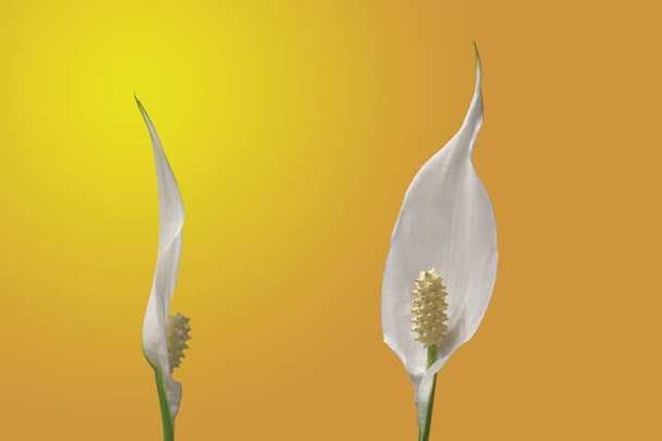 flowers of peace lily houseplant on a gradient background in yel - Photo, Image