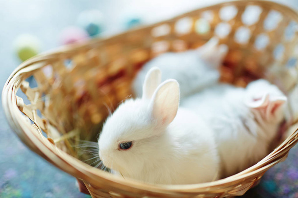 Kabarık cüce bebeği tavşan - Fotoğraf, Görsel