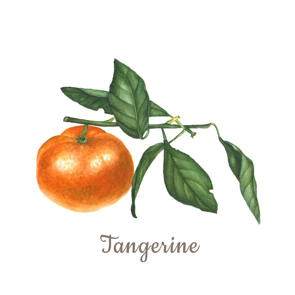 Botaniczny akwarela ilustracja pomarańczowy Mandaryn mandarynka na białym tle - Zdjęcie, obraz