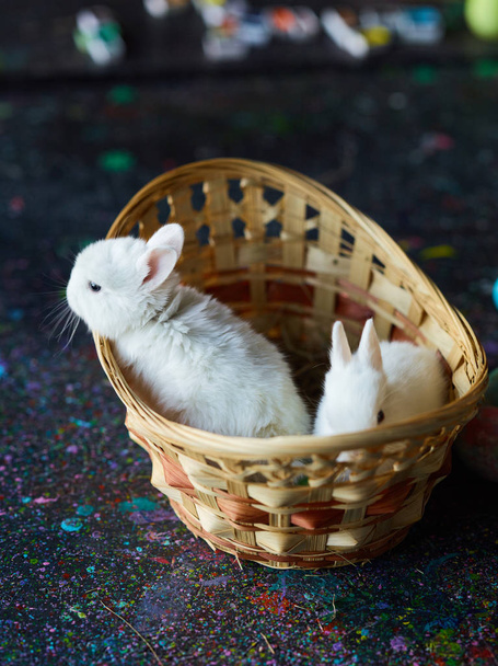 Пасхальный кролик смотрит из корзины
 - Фото, изображение