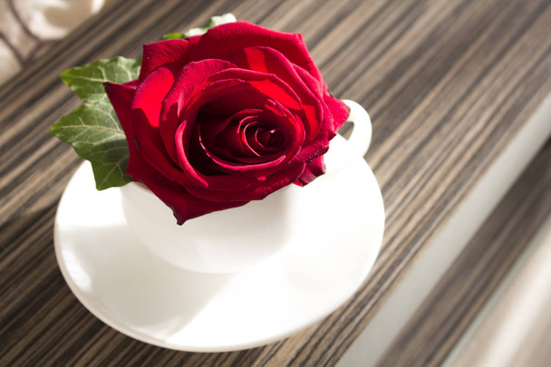Piros rózsa, fehér csészében - Fotó, kép