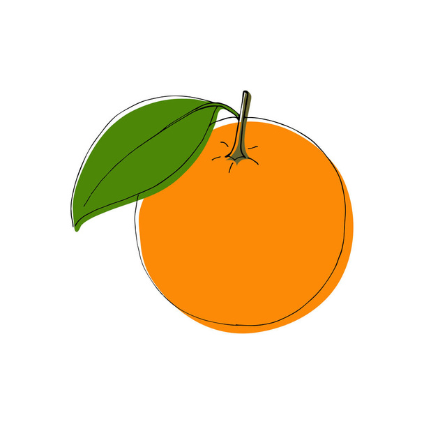 Vektor ručně tažené oranžové plody ve stylu vintage, izolované designovými prvky. - Vektor, obrázek