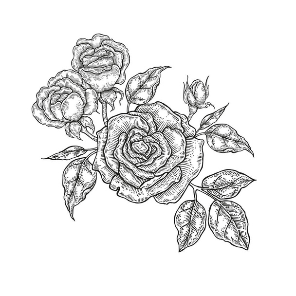 手には、ベクトルの花が描かれました。ヴィンテージ花柄組成、バラの花、白い背景で隔離の葉。刻まれたスタイルのイラスト - ベクター画像