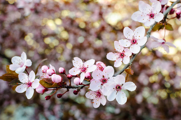 Blooming tree at spring, fresh pink flowers on the branch, plant - Photo, image