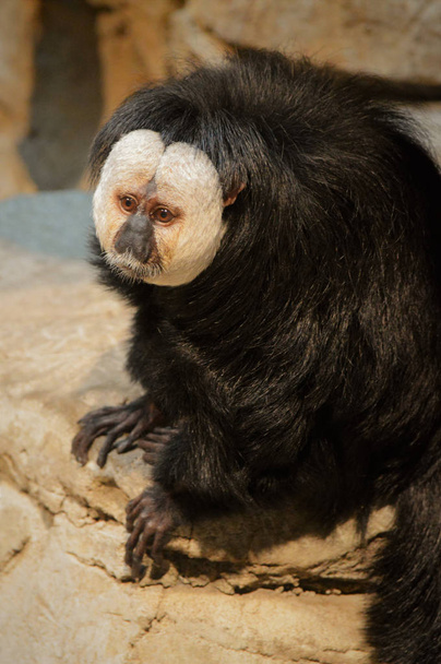 Um macaco Saki
 - Foto, Imagem