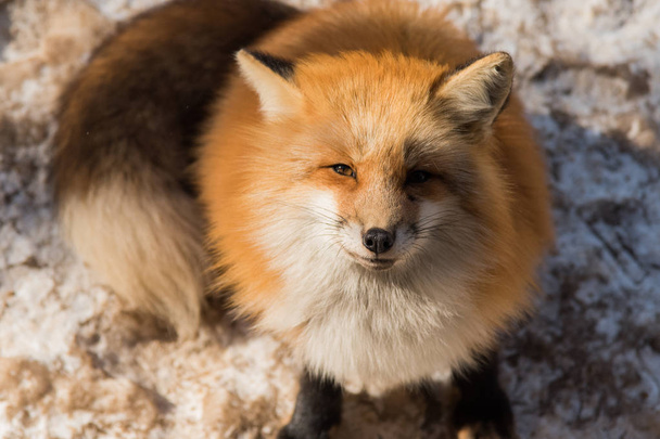 red fox in winter season - 写真・画像