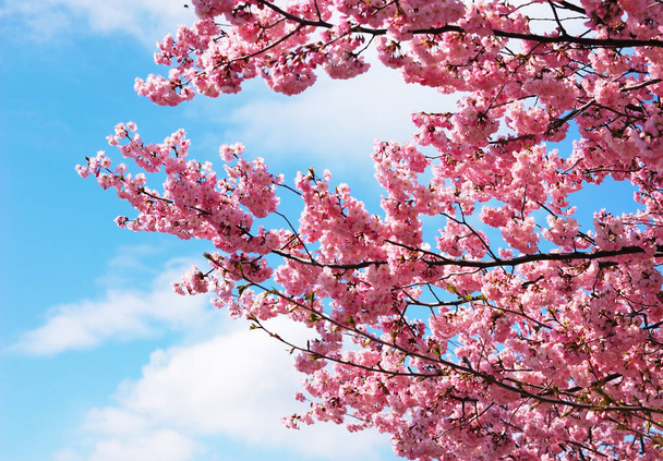 Virágzó cseresznyefa - Fotó, kép