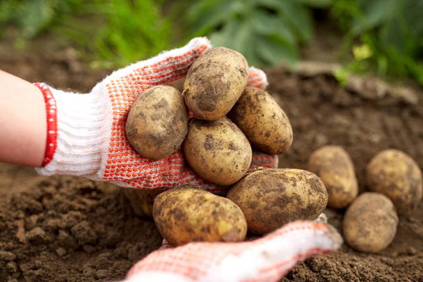 farmer with potatoes at farm garden - Foto, afbeelding