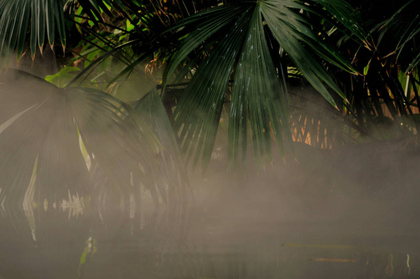 Niebla sobre las hojas de agua y palma
 - Foto, imagen