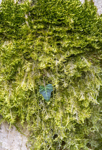 зеленый мох и лист плюща
 - Фото, изображение