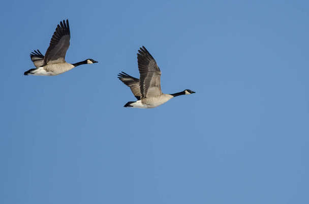 Пара канадских гусей, летающих в голубом небе
  - Фото, изображение
