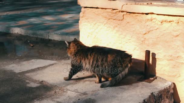 Rozciąga się duży kot bezdomnych i ziewa - Materiał filmowy, wideo