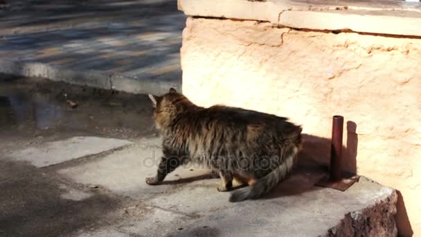 Большая бездомная кошка умывается
 - Кадры, видео