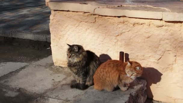 Dwa duże stray cat siedzi w zimie - Materiał filmowy, wideo