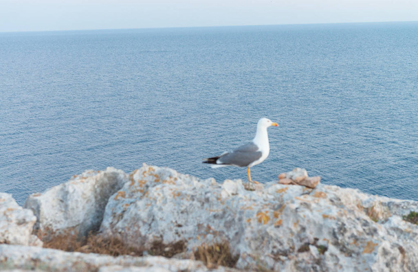 Seagull on the rocks with ocean background, blurred view - Photo, Image