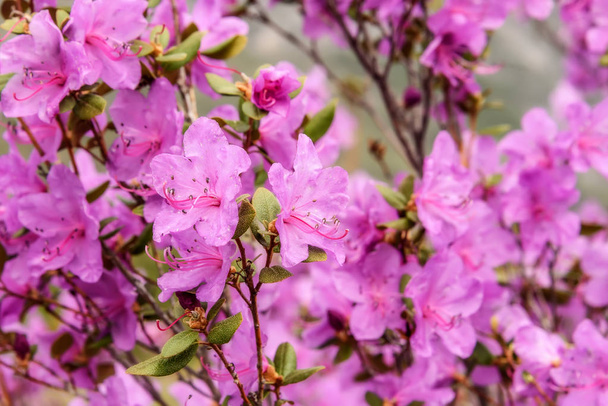 rhododendron flowers magenta background - Photo, Image