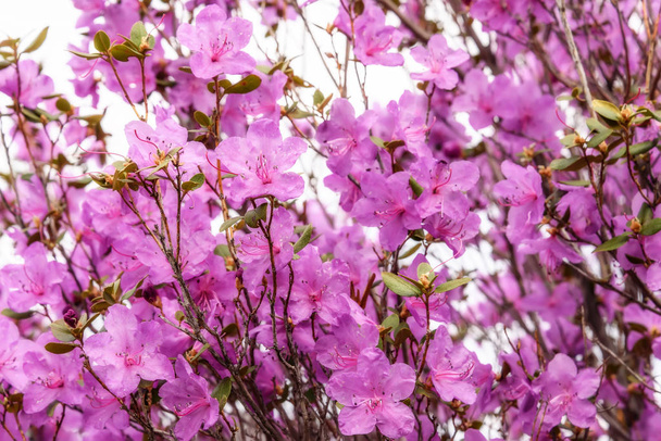 rhododendron flowers magenta background - Fotoğraf, Görsel