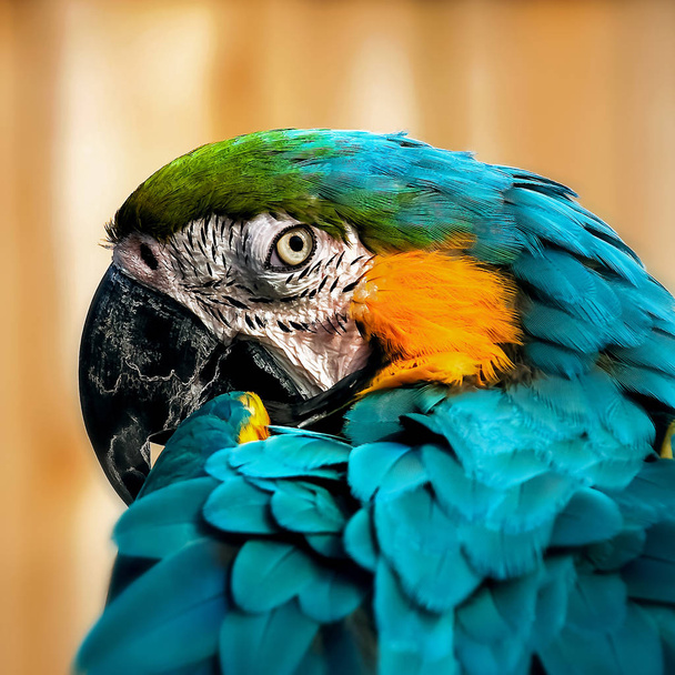 Kontakt wzrokowy kwadrat skład portret papuga Ara z bliska strzał - Zdjęcie, obraz