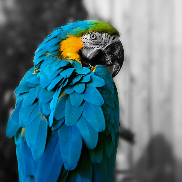 Ara papegaai portret vierkante samenstelling oogcontact close-up shot - Foto, afbeelding