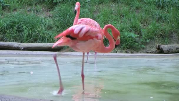 Flamingo Comer y beber
 - Imágenes, Vídeo