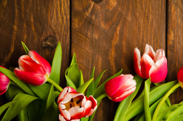 A bouquet of tulips on a tree. Beautiful tulips on wooden boards. Red-white tulips on wooden boards. - 写真・画像