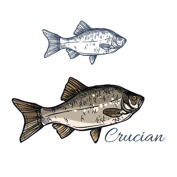 Crucian fish vector isolated sketch icon - Vector, Image