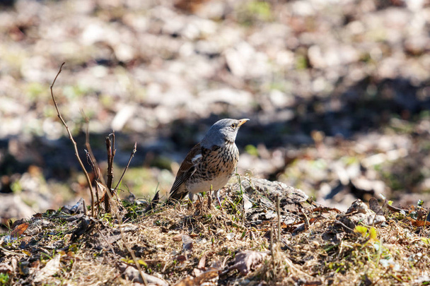 fieldfare in early spring - Photo, Image