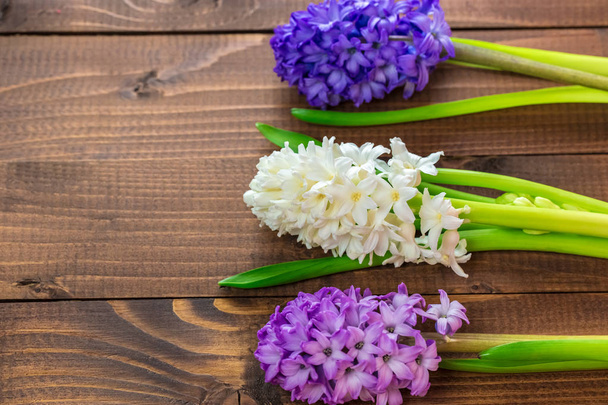 čerstvé květiny Hyacint  - Fotografie, Obrázek