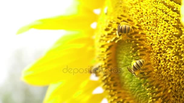 Bees on blooming sunflower - Footage, Video