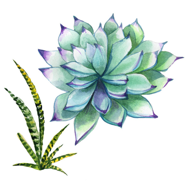 Wildflower succulentus flower in a watercolor style isolated. - Fotoğraf, Görsel