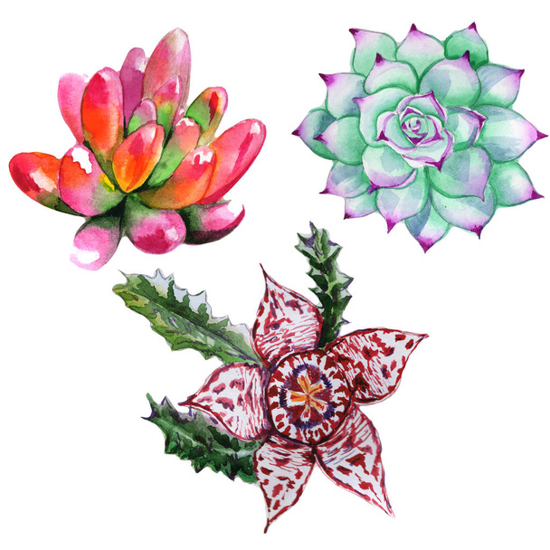 Wildblume Sukkulentus Blume in einem Aquarell-Stil isoliert. - Foto, Bild