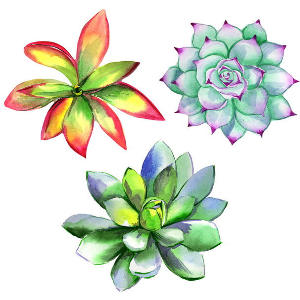 Wildflower succulentus flower in a watercolor style isolated. - Фото, изображение