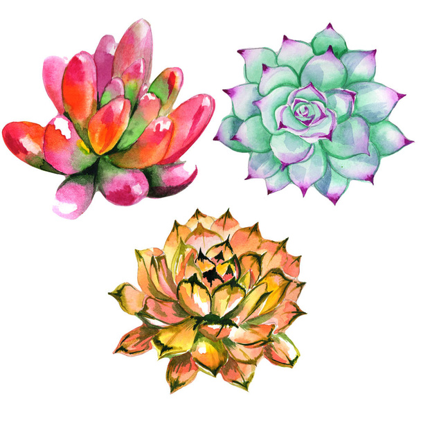 Wildflower succulentus flower in a watercolor style isolated. - Photo, Image