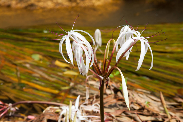Harvinainen Crinum thaianum tai vesi lilja tai Vesi sipuli
 - Valokuva, kuva