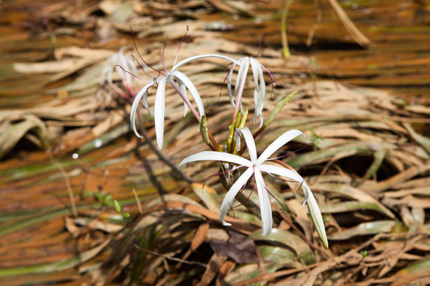 Rare Crinum thaianum or water lily or Water onion - Photo, Image