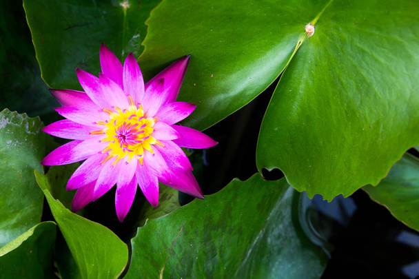 Single pink lotus (water lily) with the green leaf background - Фото, изображение