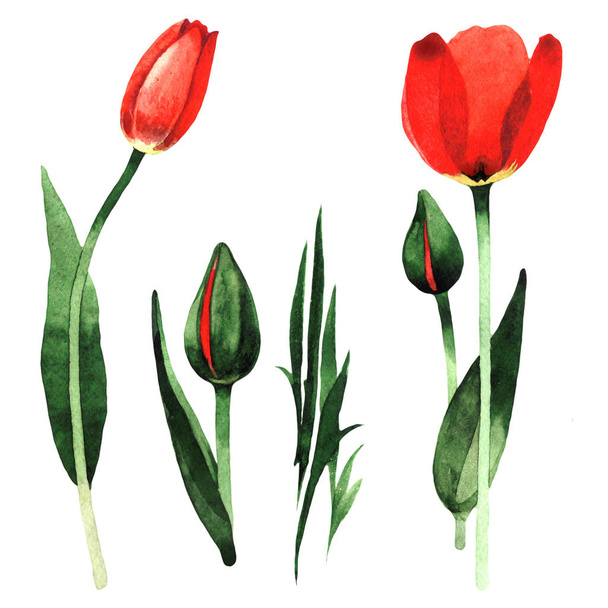 Flor de tulipán silvestre en un estilo de acuarela aislado
. - Foto, imagen