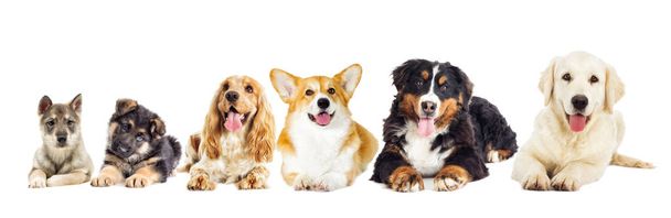 Group of purebred dogs - Photo, Image