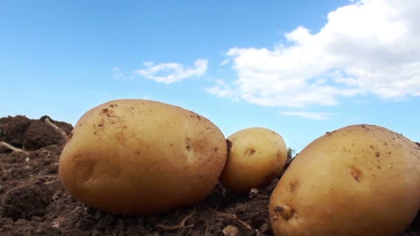 gospodarstwie ziemniaków w polu - Materiał filmowy, wideo