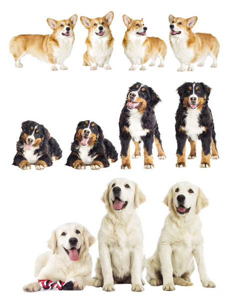 Groep rasechte honden op een witte achtergrond - Foto, afbeelding